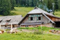 Die Kühe liefern die Milch für die Schaukäserei der Tressdorfer Alm.  • © skiwelt.de - Christian Schön