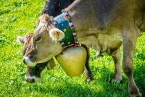 Almabtrieb im Tiroler Lechtal (Symbolbild). • © Lechtal Tourismus, Ratko Fotografie