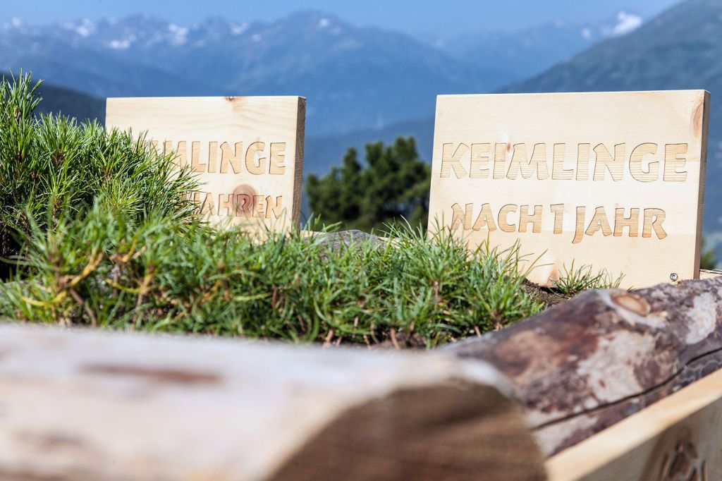 Zirbenpark - Pitztal - Die Zirbe, ein Kieferngewächs, steht im Mittelpunkt der Wissenstour.  - © Hochzeiger Bergbahnen, Chris Walch